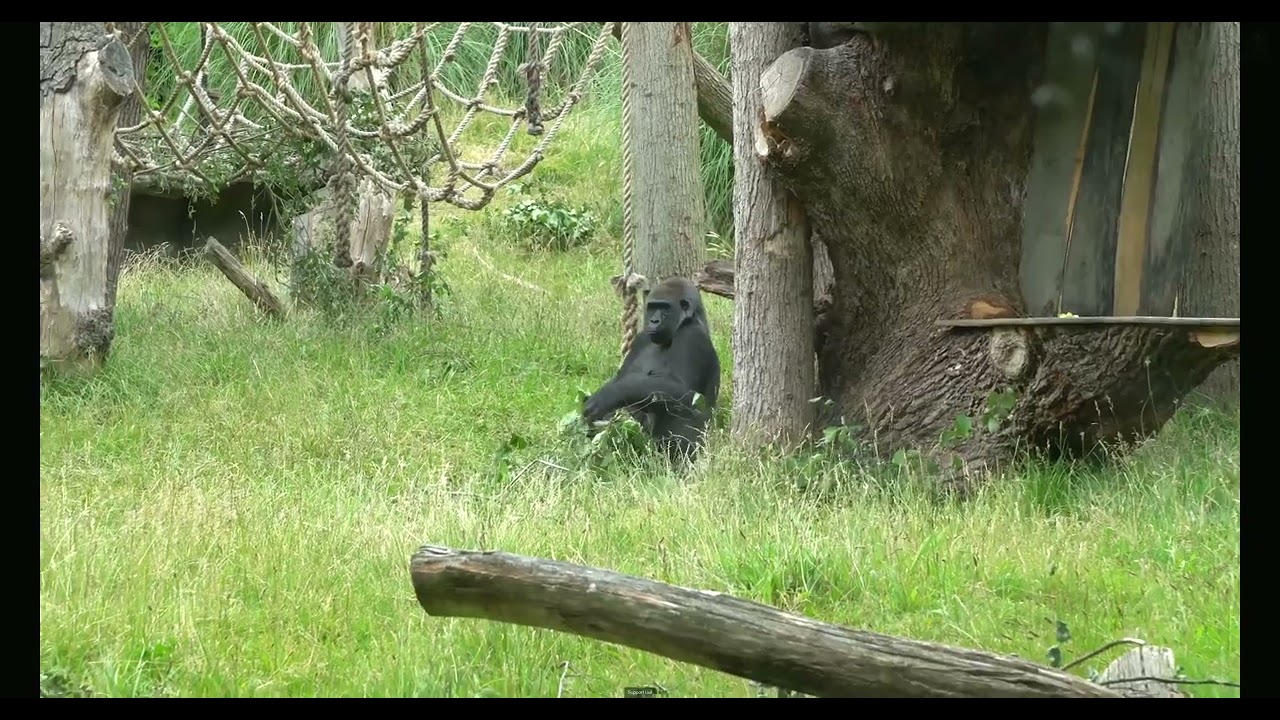 Empower Your Life Through Animal Advocacy