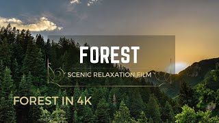 Forest In 4K - The Healing Power Of Nature Sounds | Forest Sounds | Scenic Relaxation Film