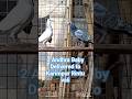 2 Andhra Baby Delivered to Karimpur Rintu vaii#trending #viral #pigeon #pigeonsale #kabootar#birds