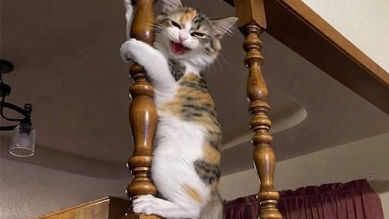 Cats Have the Funniest Personality 😭🤣 Hilarious Cats Video