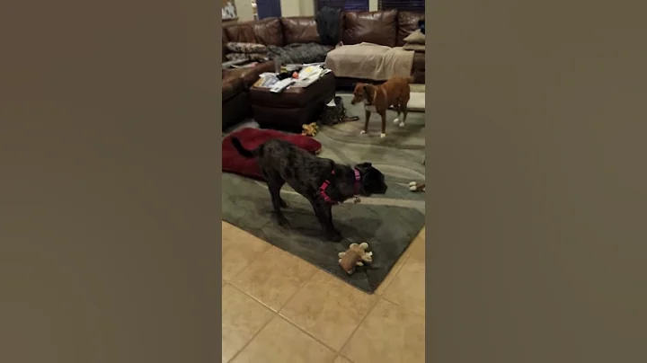 Chloe and Roxy spontaneously playing