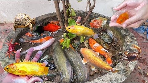 Vui học cùng bé- giải cứu cá trê, cá coi,cá vàng, rùa, cua. Và học tên màu sắc các con vật nha