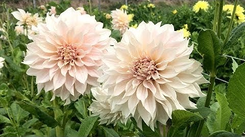 Thumbnail of Dahlia 'Café au Lait' - FarmerGracy.co.uk