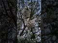 #shohimardonsoylari #music #food #әдемімузыка #folksong #nature #тойбастарастана