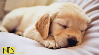 20 HOURS of Dog Calming Music For Dogs🐶💖Dog Separation Anxiety Relief🎵💖relax my dog🎵 NadanMusic