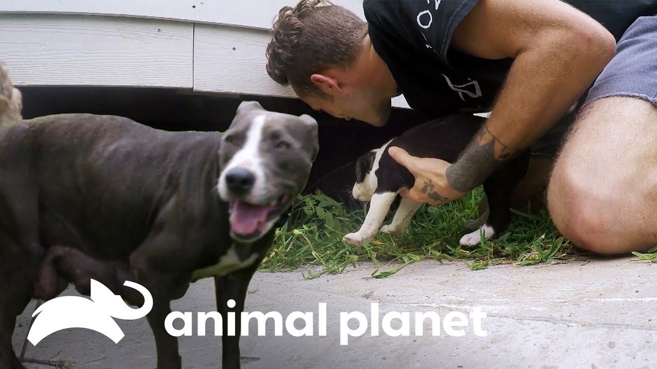 Mamãe vira lata reencontra seus filhotes | Pit bulls e condenados | Animal Planet Brasil