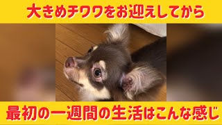 仔犬をお迎えしてから最初の一週間の生活はこんな感じ