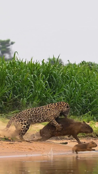 Epic sighting of jaguar killing a capybara today #shorts #jaguar #bigcat #wildlife