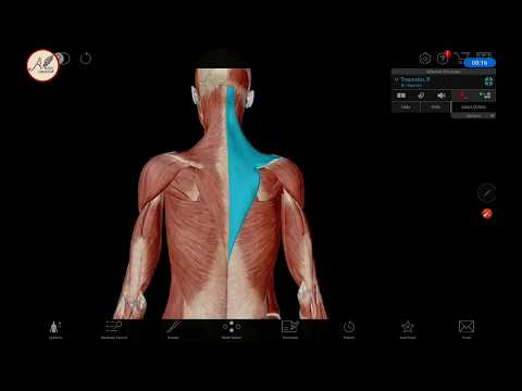 Bahasa l 3D Anatomi Musculus dorsal (Otot Punggung)