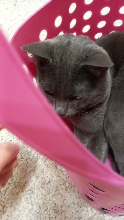 Котик в корзинке - YouTube