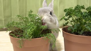 おいしそうな草だけを瞬時に見分けて食べちゃうウサギさん