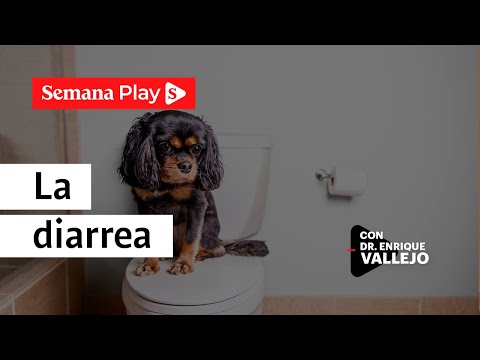 ¿Cómo tratar la diarrea en perros y gatos? | Enrique Vallejo