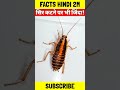 You Will Go Crazy After Hearing These Things About Cockroaches Shorts