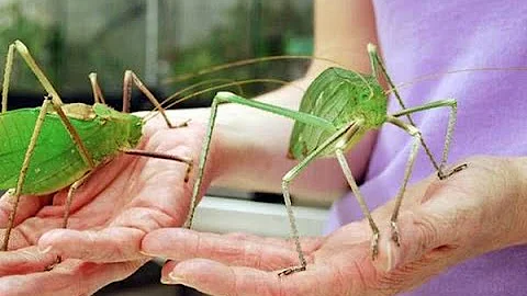 世界一でかいバッタ