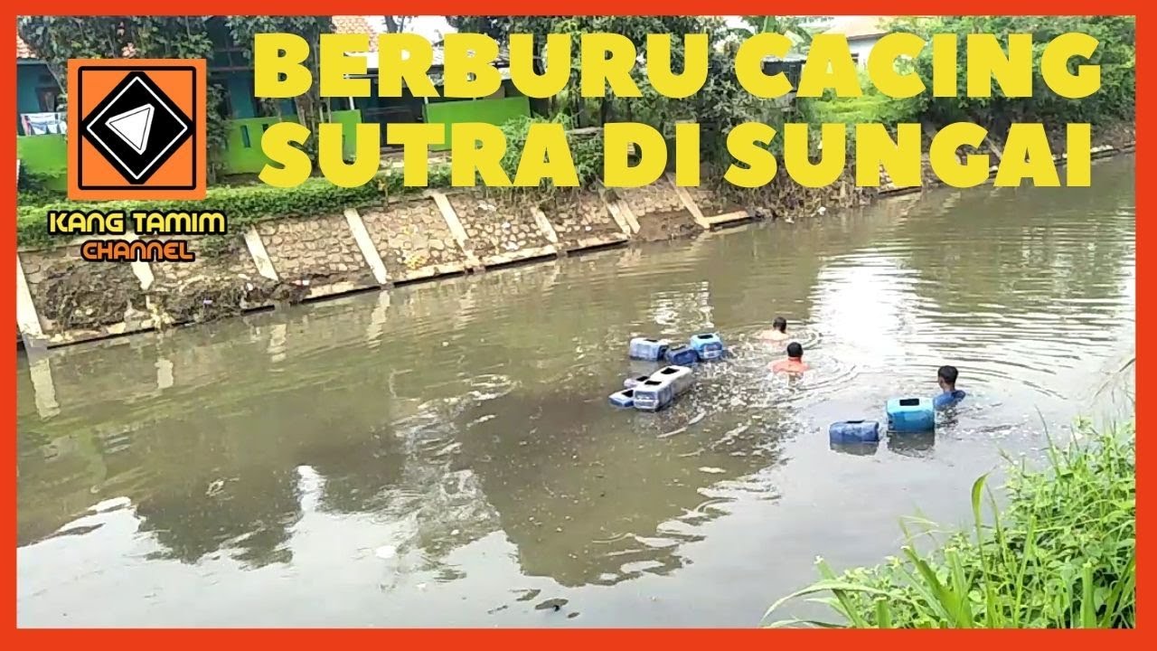 BERBURU CACING  SUTRA DI SUNGAI  YouTube