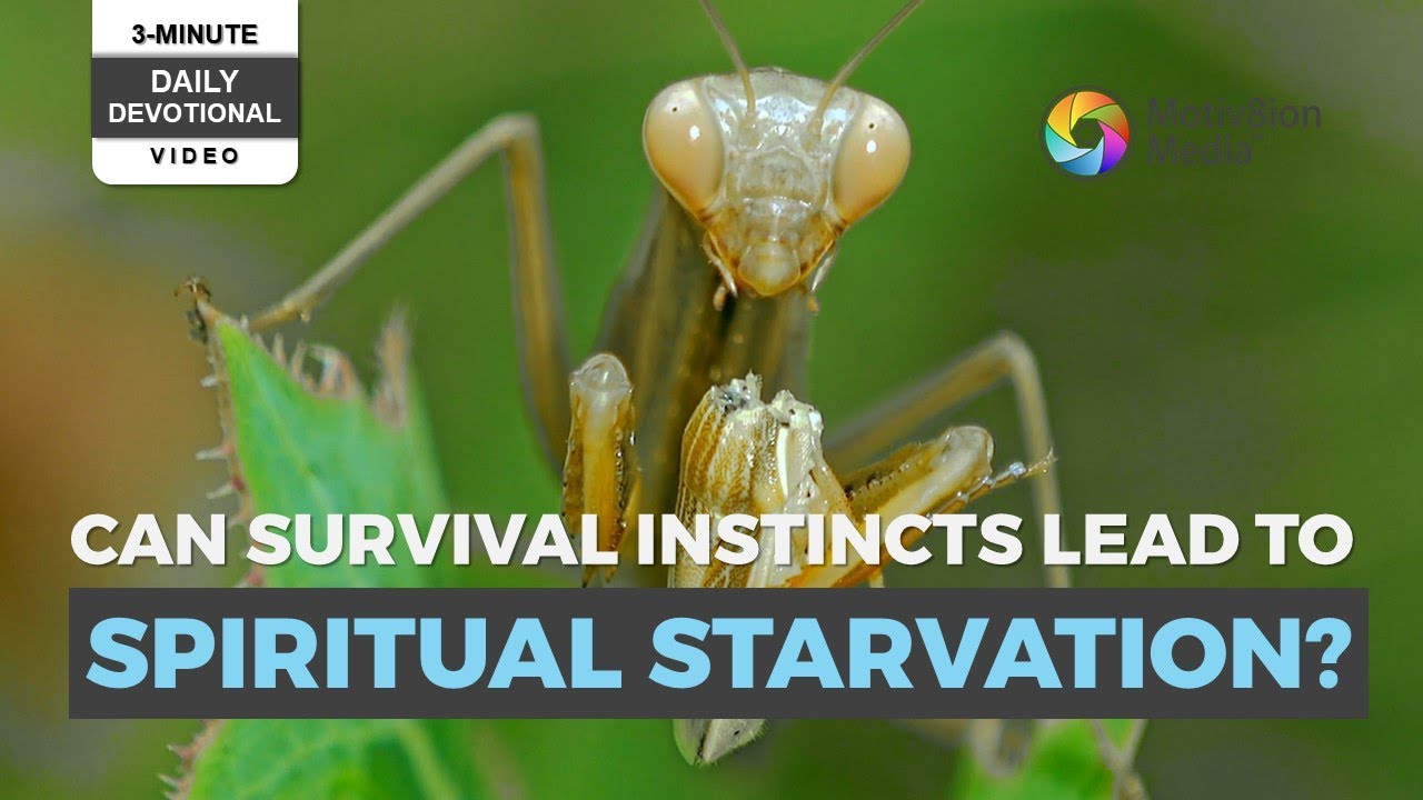 3-Minute Daily Devotional | More Than a Pose: The Praying Mantis and Spiritual Hunger