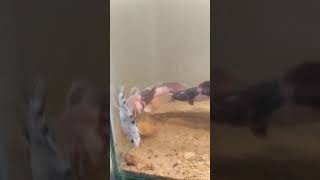 CAT FISH KILLING KOI CARP| Brutal Killing