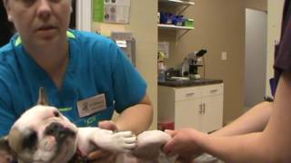 VETT 220 Task 9- Restrain a Dog for a Lateral Saphenous Venipuncture