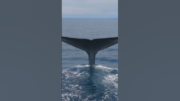 See Blue Whales, Killer Whales, Humpback Whales, and so much more like never before in my new film!