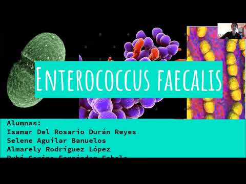 Vídeo: Enterococcus Faecalis: Causas, Síntomas Y Tratamientos