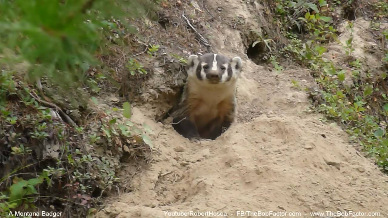 Montana Badger YouTube