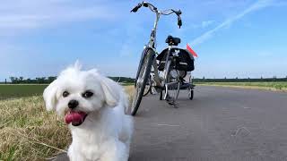 Most Adventurous Maltese Puppies