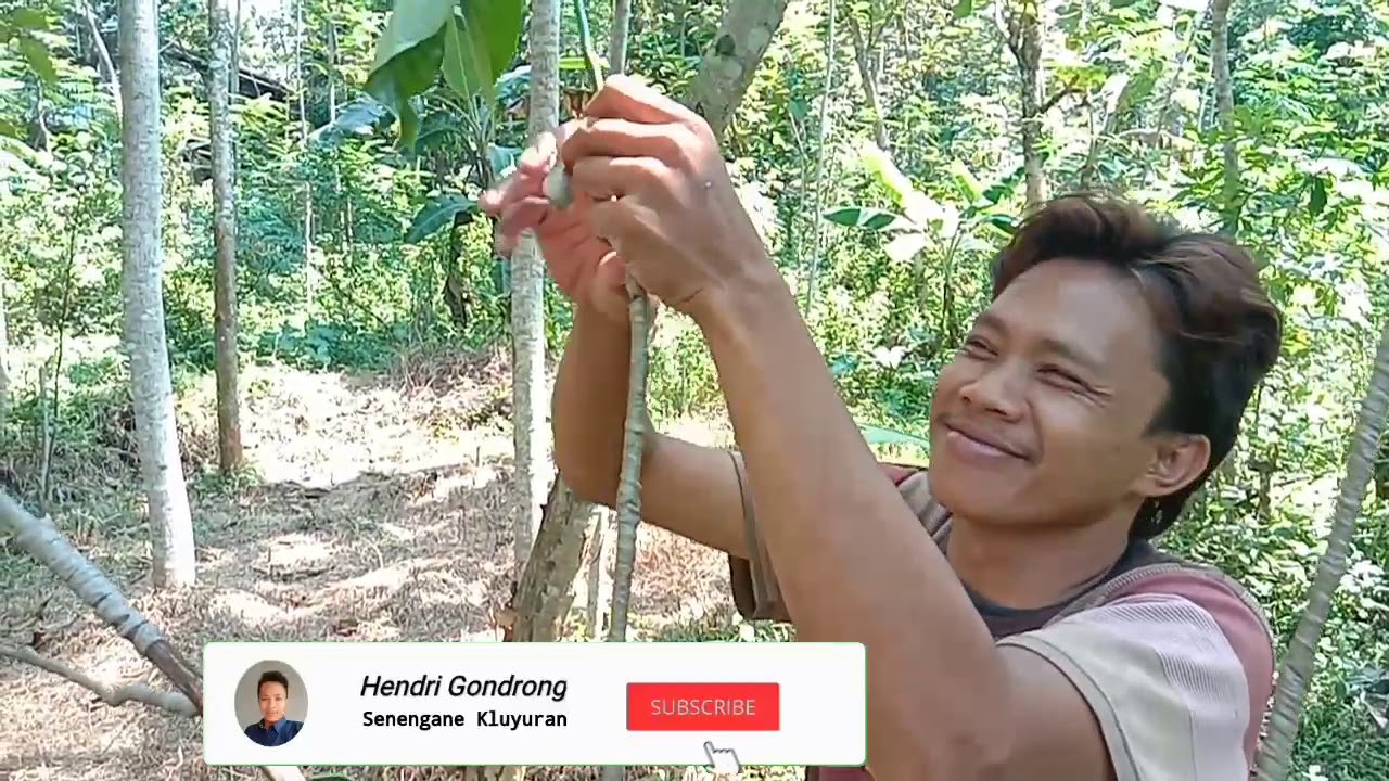 Cara mikat burung paling ampuh untuk semua jenis burung -kicau mania