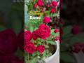 Tiny bloom big impact meet button rose from winter garden #gardening