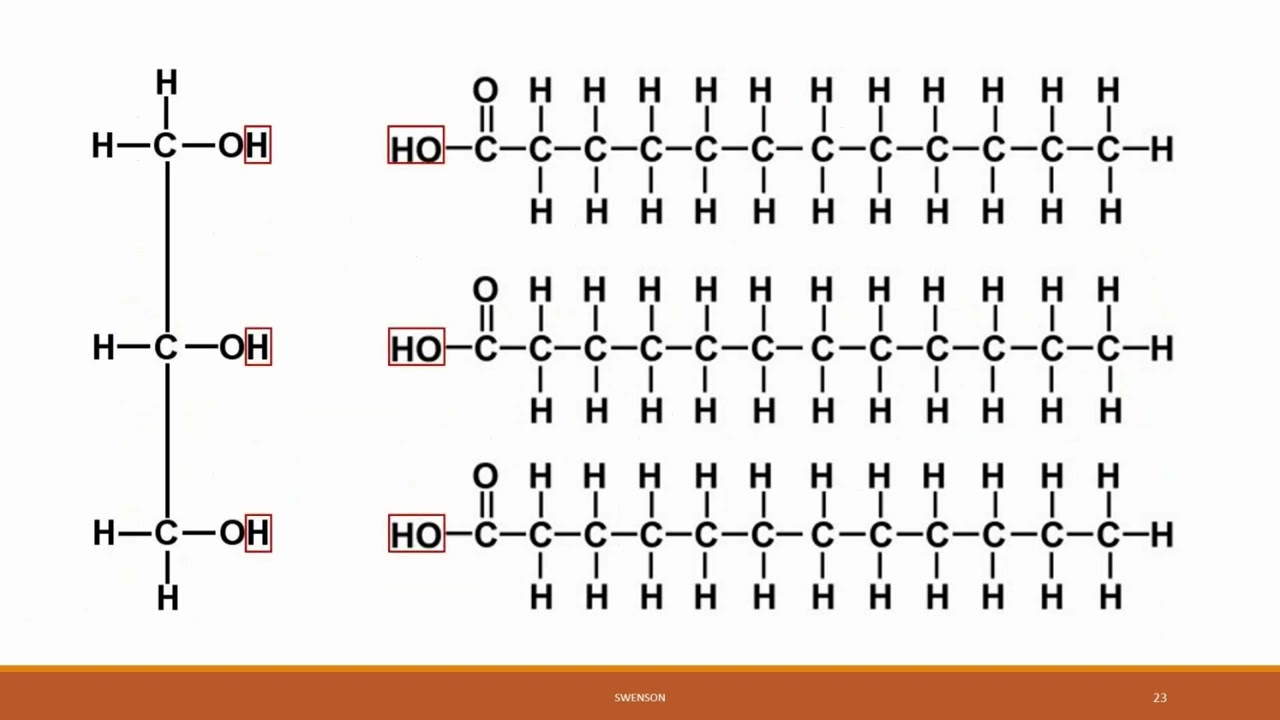 bio-181-chapter-3-youtube