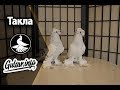 КРАСИВАЯ ИГРА ТУРЕЦКОЙ ТАКЛЫ / PIGEONS / TAUBE #Gulsarino