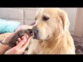 Golden Retriever Meets Newborn Kittens for the First Time!