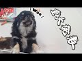 【Live】チワワと遊びながら雑談する木曜・定時配信【ブリーダー】