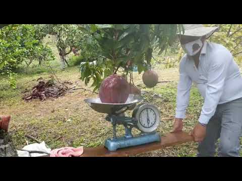 Video de  desprendida del mango del árbol en Guayatá, Boyacá.
