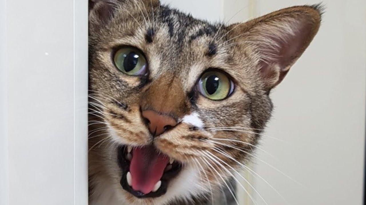 What Does It Mean When A Cat Is Screaming? 
