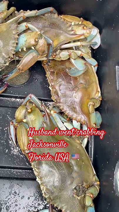 Husband went crabbing in Guana State park - Jacksonville Florida USA