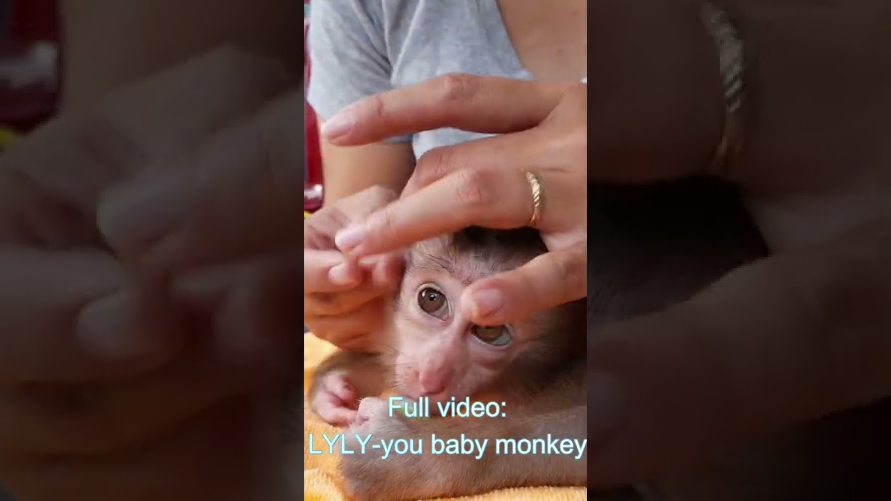 Baby monkey Lyly sunbathe and massage in the morning
