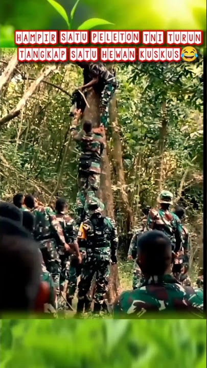 Download lagu catch marsupials or kus Kus #shortvideo #abdinegara #raider #tniad #bravo #kopassus