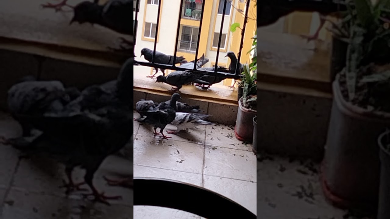 Pigeons in my apartment in Chennai YouTube