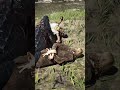 "Man Tied With Rope Forced to Watch Crocodile Attack Friend Near Canal! RDR2 #shorts