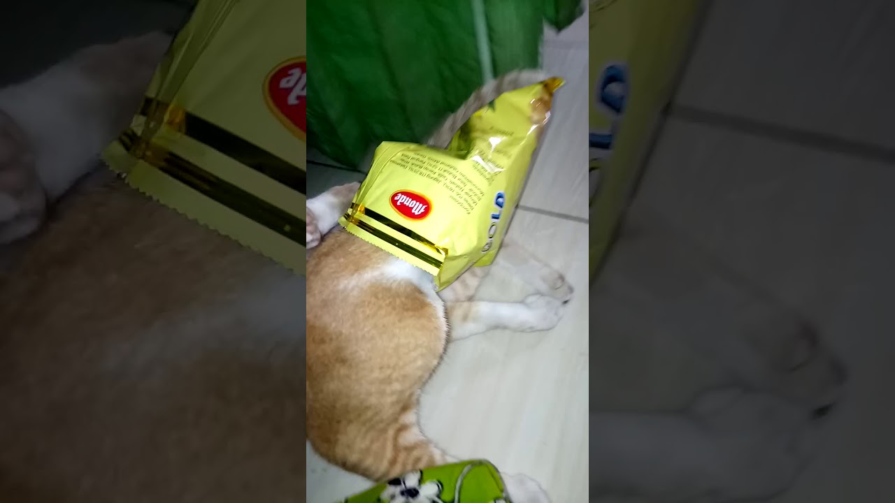 BERMAIN kucing2an...ð¹ð¹ð - YouTube