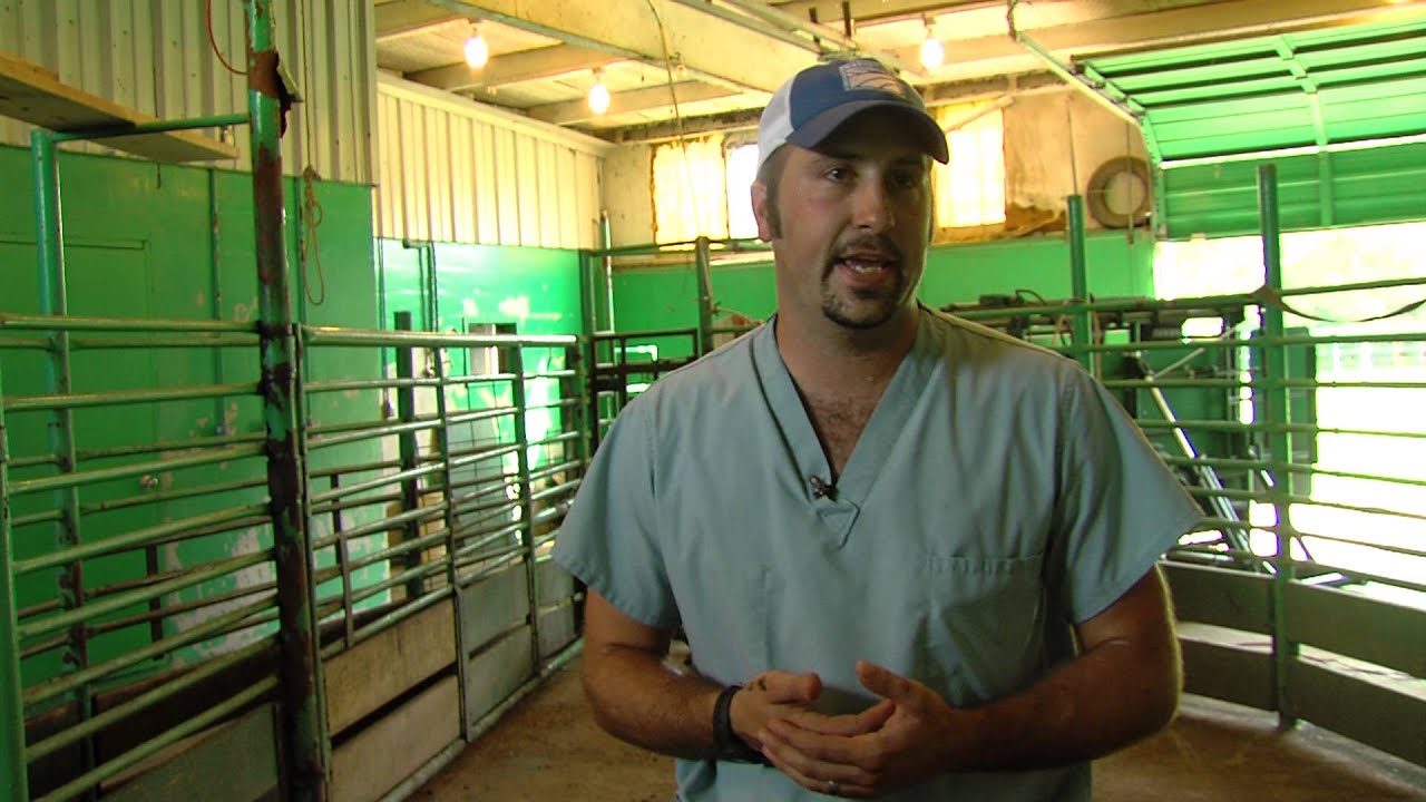 Dairy Veterinarian YouTube