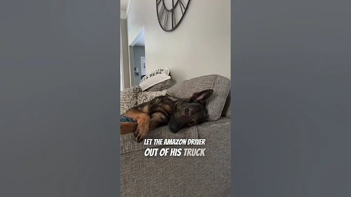 This German Shepherd is on Santas naughty list !