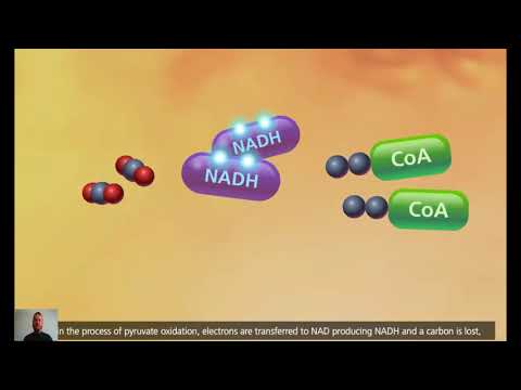 Video: Çfarë bën acetil CoA në frymëmarrjen qelizore?