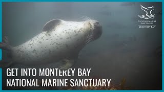 Get Into Monterey Bay National Marine Sanctuary