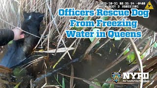 Officers Save Dog from Freezing Water