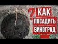 Как сажать виноград осенью. Осенняя посадка саженцев винограда. Правильный виноград