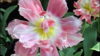 ** Lysistrata **   -   Giovanni Marradi