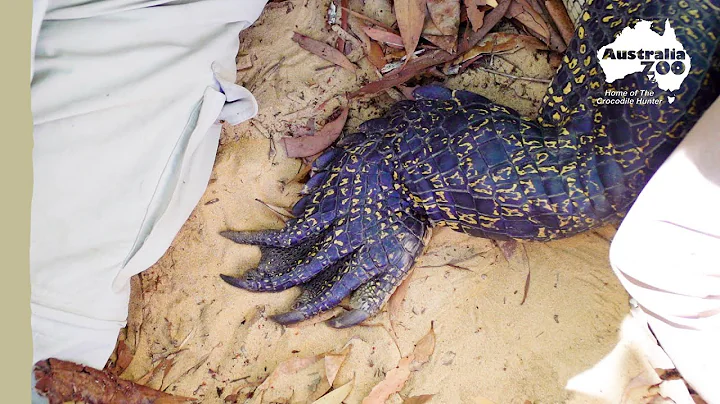 Prof. Craig Franklin shows us solar crocodile trac...