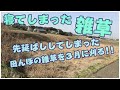 【草刈機】初冬にすべき作業が明確化！！田んぼの放置雑草は超やっかい!!目的は草刈りではなく、見た目!!それでも上達する刈る技術!!#稲屋の田舎チャンネル