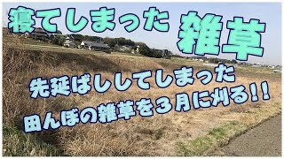 【草刈機】初冬にすべき作業が明確化！！田んぼの放置雑草は超やっかい!!目的は草刈りではなく、見た目!!それでも上達する刈る技術!!#稲屋の田舎チャンネル